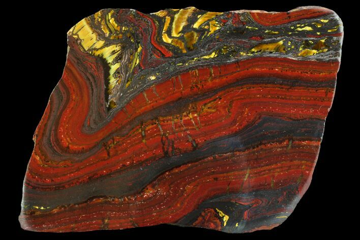 Polished Tiger Iron Stromatolite - ( Billion Years) #75833